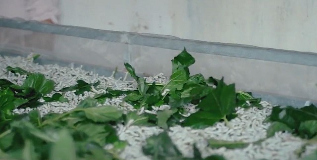 Khi nuôi tằm bà con nông dân cần trang bị những dụng cụ như lưới, thùng bảo quản lá dâu, băng tằm…