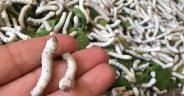 Lá dâu nên thái nhỉ thành sợi trước khi cho tằm ăn