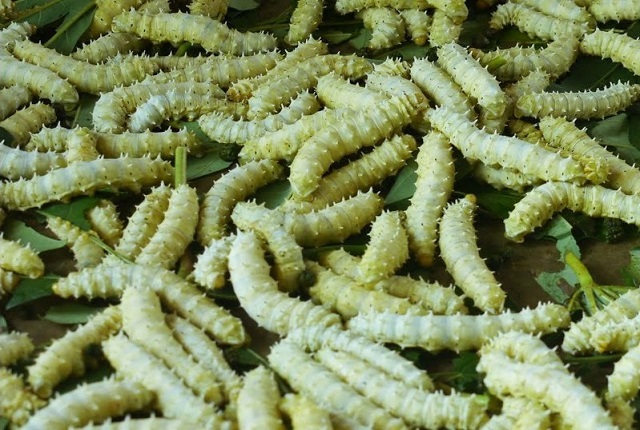 Nuôi tằm lớn nên chú ý cho tằm ăn đủ ngày 3 lần