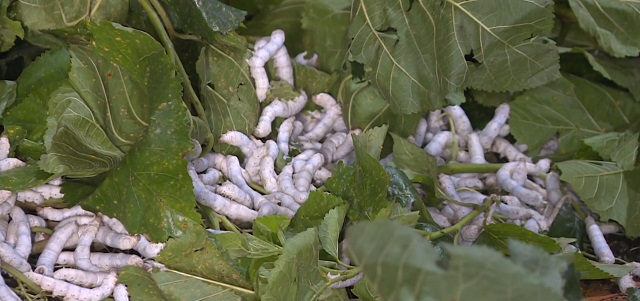 Tới đúng thời điểm bạn nên cho tằm ăn thuốc tằm chín