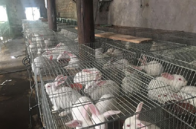 Thỏ có khả năng ăn những loại rau, thực vật đa dạng