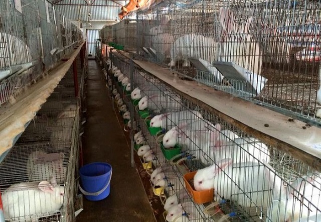 Giai đoạn chăm sóc thỏ con rất quan trọng để chúng có thê rính trưởng tốt vào giai đoạn tiếp theo