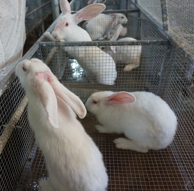 Thỏ mang thai trong thời gian khoảng 30 ngày