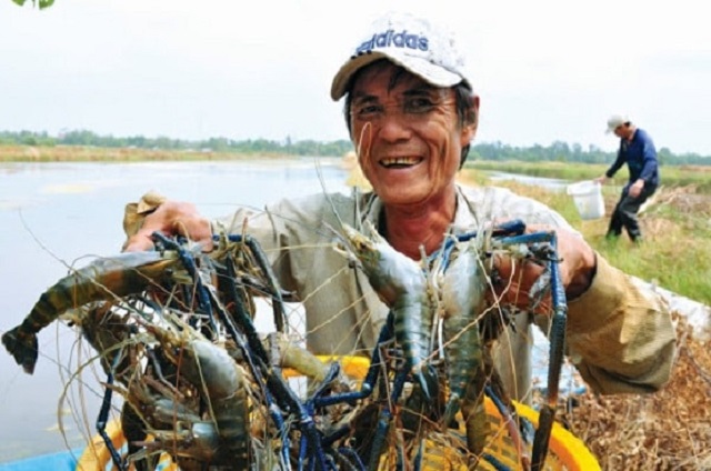 Để nuôi tôm càng xanh, có thể dùng thức ăn dạng hỗn hợp hay thức ăn tươi sống