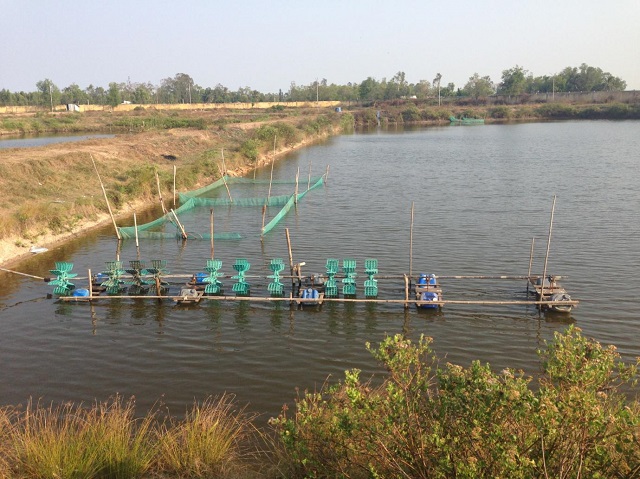 Ao nuôi tôm cần được xử lý kỹ lưỡng để loại bỏ mầm bệnh