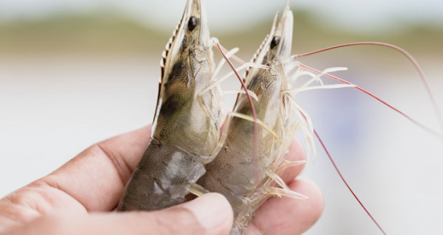 Hiện tại có nhiều giống tôm nước ngọt khác nhau để bà con lựa chọn