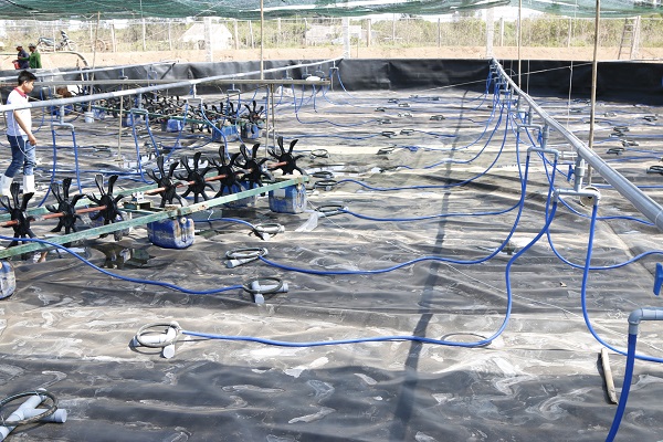 Thiết kế ao ương với diện tích từ 150 – 300 mét vuông