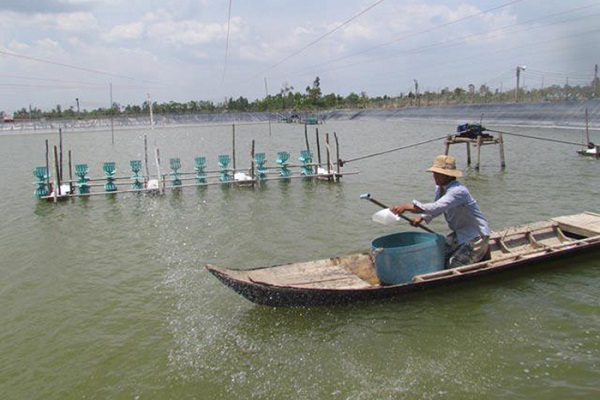 Ao vuông nuôi tôm cần được cải tạo theo đúng tiêu chuẩn