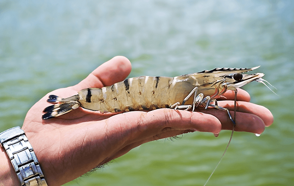 Tôm sú mang lại doanh thu lớn cho người nuôi