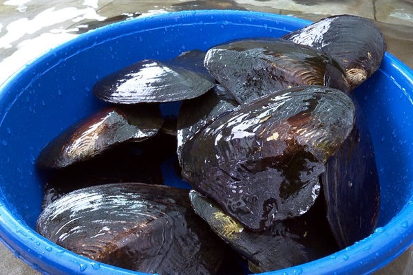 Thời gian thu hoạch trai lấy ngọc thích hợp nhất là từ tháng 8 - 10 trong năm