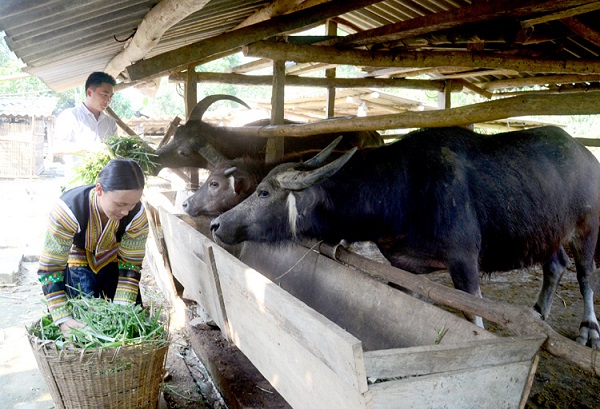 Thời gian mang thai của trâu thường sẽ từ 320 - 325 ngày