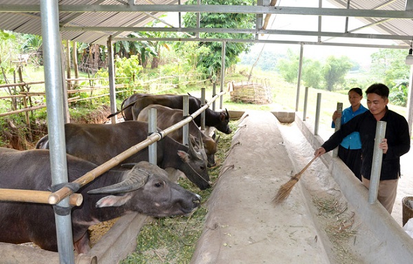 Chuồng nuôi trâu cần phải được vệ sinh thường xuyên để tránh mầm bệnh
