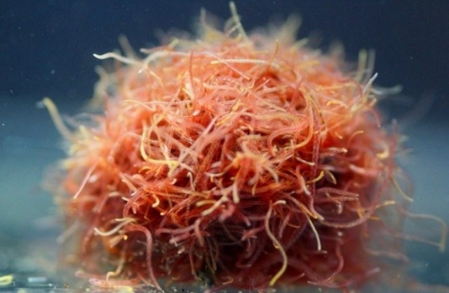 Trùn chỉ ưa sống trên bùn đất, tập trung thành từng đám