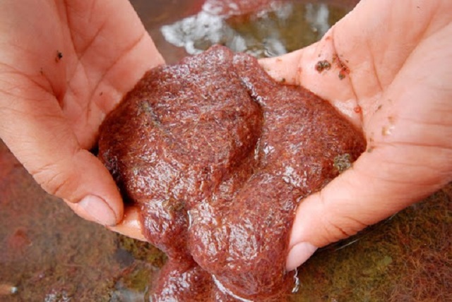 Trùn chỉ cần được kiểm soát số lượng thường xuyên