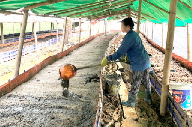 Thời điểm thả giống trùn quế thích hợp nhất đó là vào sáng sớm