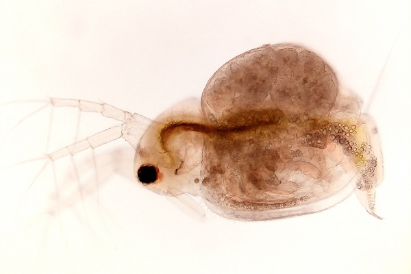 Trứng nước cần được nuôi trong bồn với thể tích tối ưu khoảng 38 lít