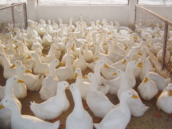 Giống vịt bầu trắng nên chọn những con khỏe mạnh, đồng đều nhau