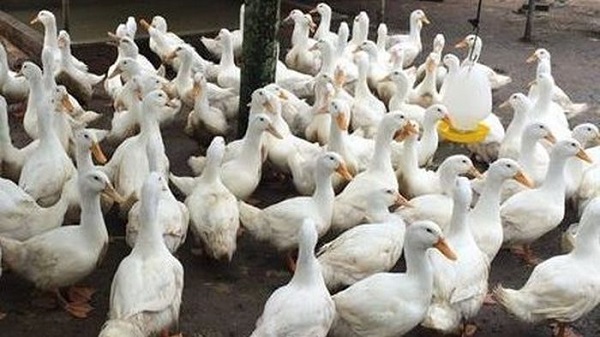 Nhiệt độ trong chuồng nuôi vịt phải được điều chỉnh phù hợp theo từng thời điểm