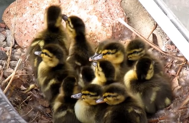 Việc lựa chọn giống vịt quyết định đến năng suất trứng sau này