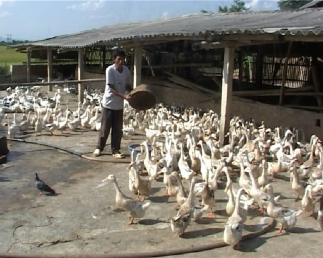 Chuồng nuôi vịt siêu trứng phải đảm bảo thoáng mát nhưng vẫn kín gió