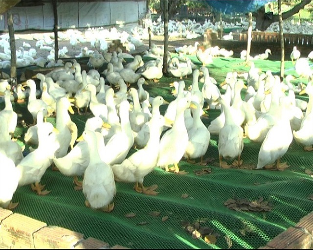 Chuồng trại nuôi vịt cần đảm bảo xa khu nhà ở khu dân cư