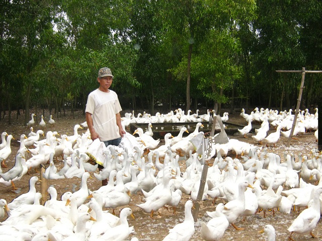 Máng ăn và máng nước là những dụng cụ chăn nuôi vịt không thể thiếu