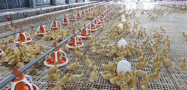 Khi vịt con lớn được khoảng 10 ngày tuổi có thể bắt đầu tập làn quen với thức ăn tự nhiên