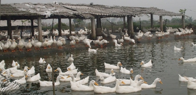 Phòng bệnh cho vịt định kỳ là điều chủ trang trại không thể bỏ qua