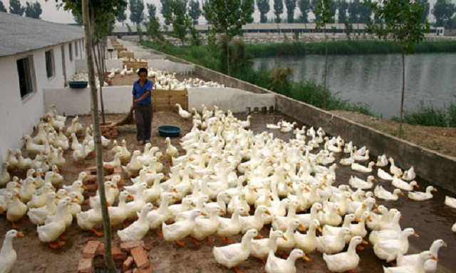 Mô hình nuôi vịt kết hợp trồng cây được áp dụng phổ biến