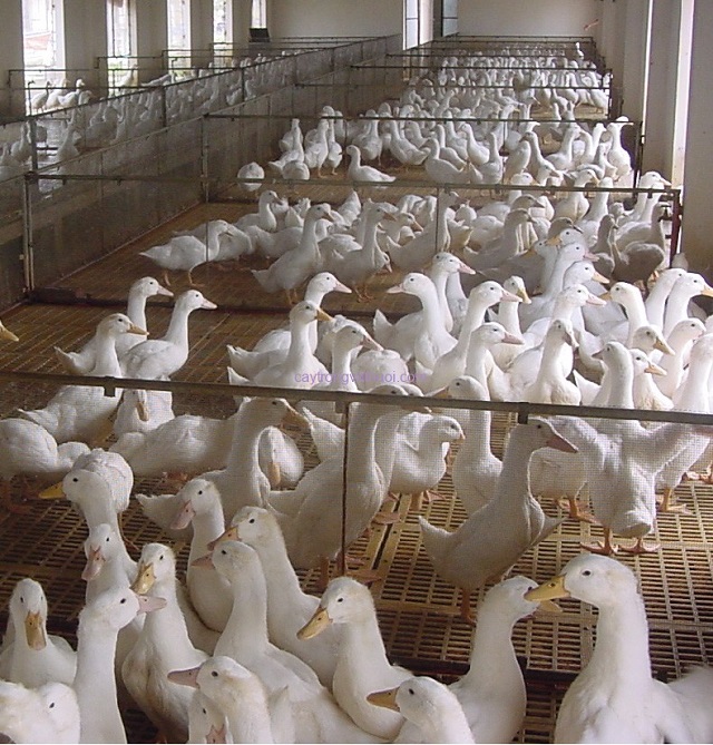 Nuôi vịt nhốt chuồng thuận tiện cho việc quản lý và chăm sóc