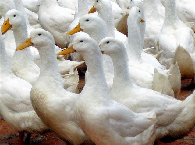 Hiện tại có rất nhiều giống vịt để người nuôi có thể lựa chọn