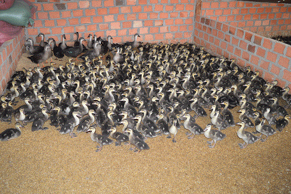 Lựa chọn vịt giống nên dựa theo những tiêu chí nhất định