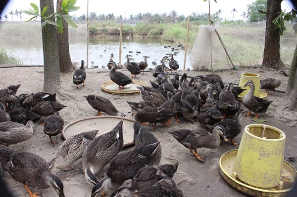Vịt trời sinh trưởng khỏe mạnh khi được cung cấp đầy đủ các nhóm chất