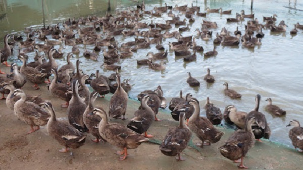 Thức ăn bổ sung cho vịt trời có thể chia theo từng giai đoạn