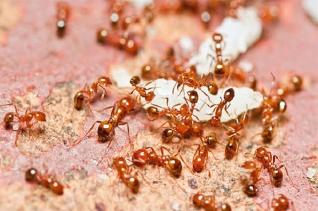 Ong kiến là thức ăn yêu thích của chim yến