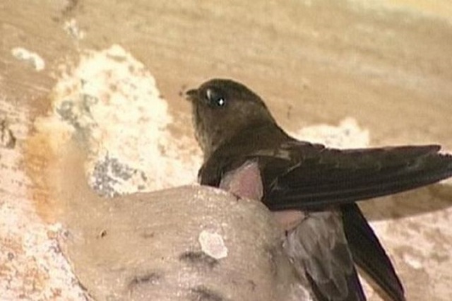 Bệnh chim yến dễ gặp phải nhất là bệnh chân đỏ và sưng