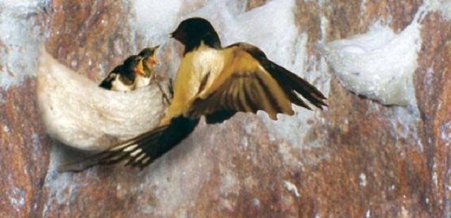 Bà con có thể thu hoạch tổ của chúng trước mùa đẻ trứng