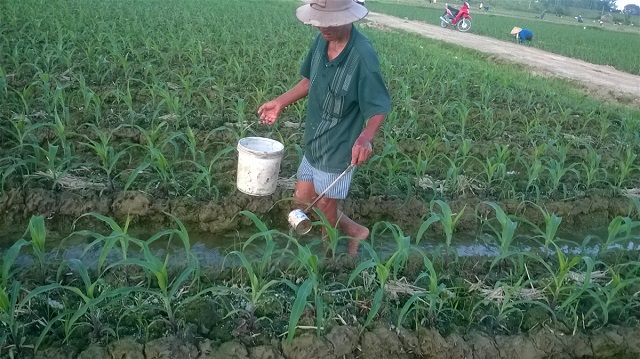 Thường xuyên bón phân để bắp nếp sinh trưởng tốt