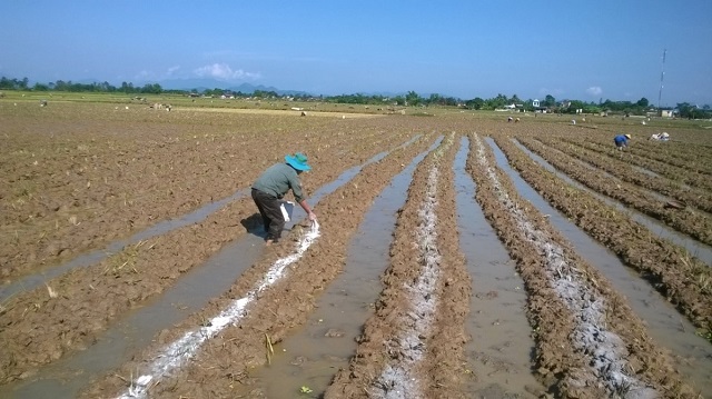 Làm đất, lên luống, bón phân, gieo hạt