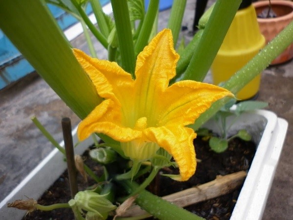 Người dân có thể trồng cây trong thùng xốp hoặc trồng cây trong nhà nếu đáp ứng đủ yêu cầu dinh dưỡng cho cây