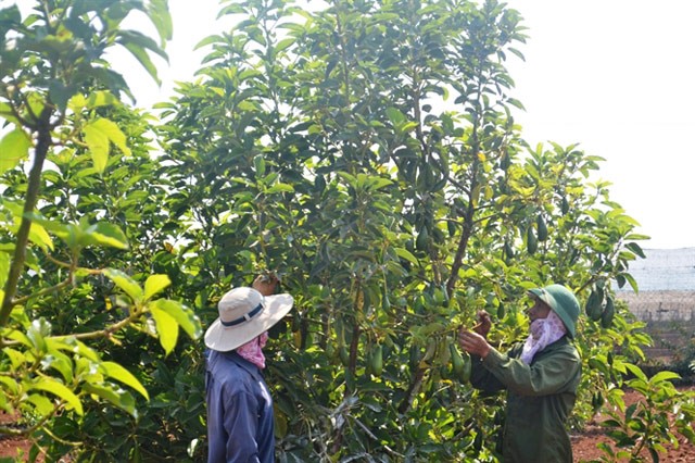 Vườn bơ của gia đình anh Tiệp cho ra trái quanh năm