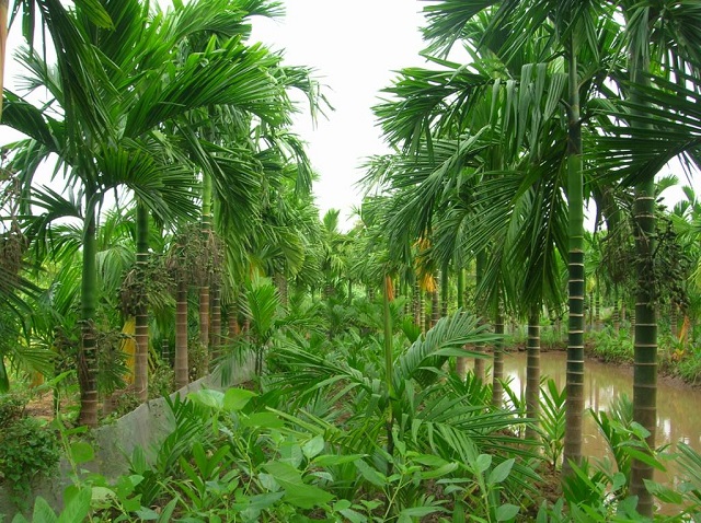 Vì thân cây cau cao nên khi hái quả bà con phải hết sức cẩn thận và hạn chế ít rụng quả thì càng tốt