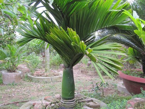 Kĩ thuật trồng và chăm sóc cây cau ăn trầu hiệu quả kinh tế cao