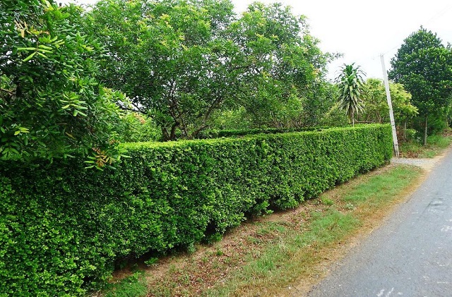 Cây duối là loại cây cảnh trang trí được nhiều người lựa chọn