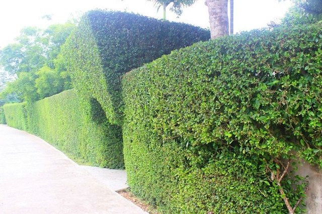 Hàng duối được tạo hình