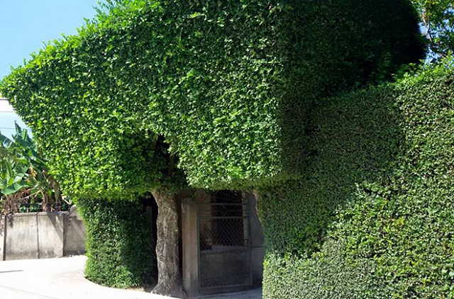 Cây duối được trồng và cắt tỉa hàng rào