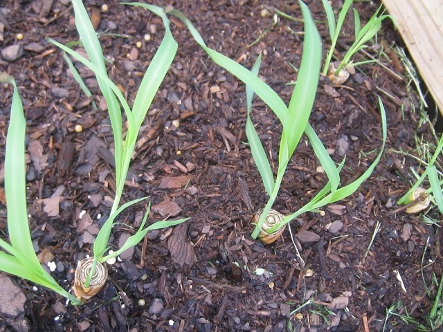 Sả được trồng nhiều ở các vùng nông thôn