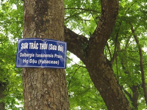 Những cây Sưa Đỏ có tuổi thọ khá cao