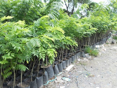 Những cây giống Sưa Đỏ