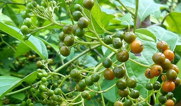 Năm đầu, cần bón thúc urê.